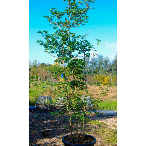 Buy Acer campestre online from Cedar Nursery, Surrey