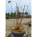 Buy Acer davidii direct from Cedar Nursery in Surrey