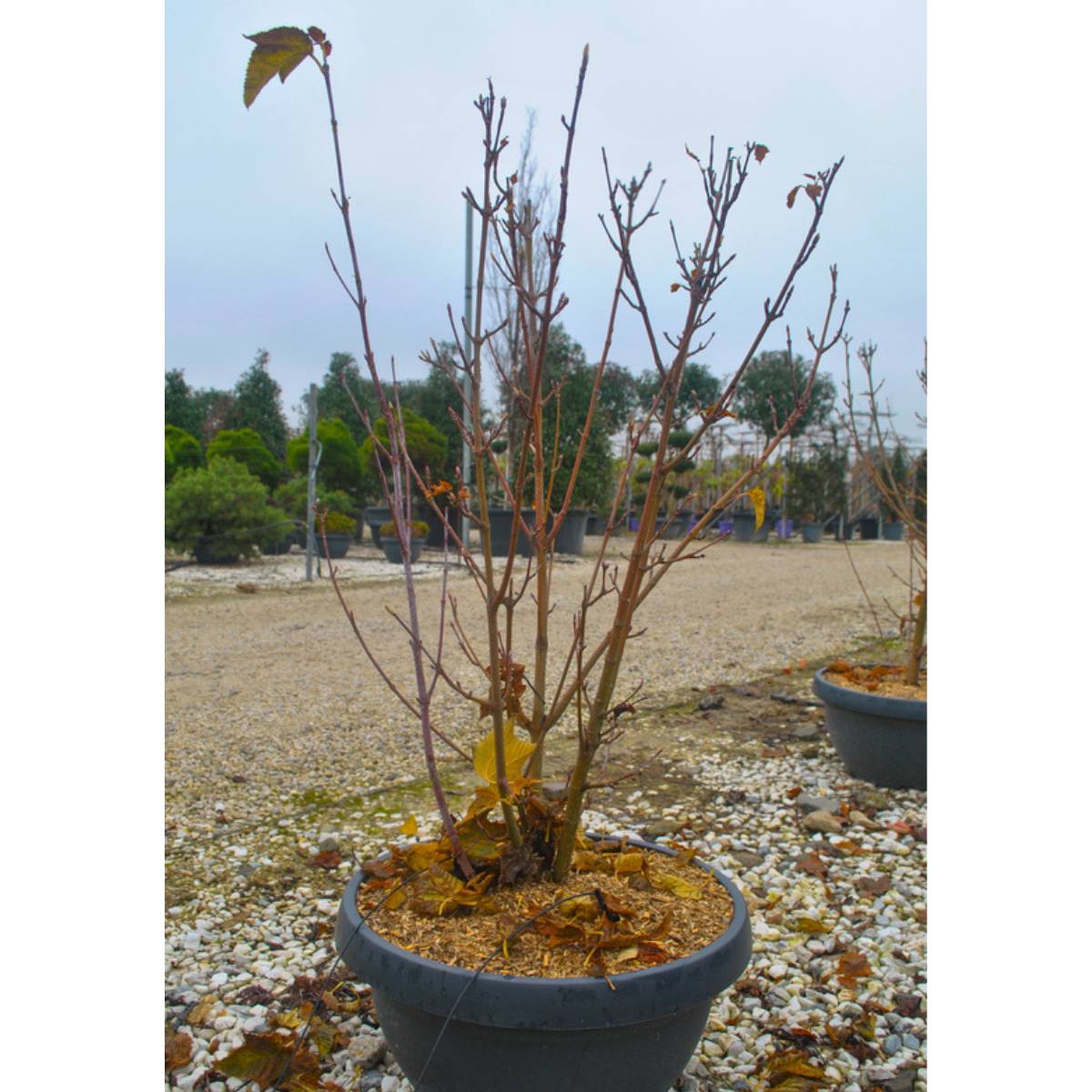Buy Acer davidii direct from Cedar Nursery in Surrey