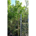 Acer negundo