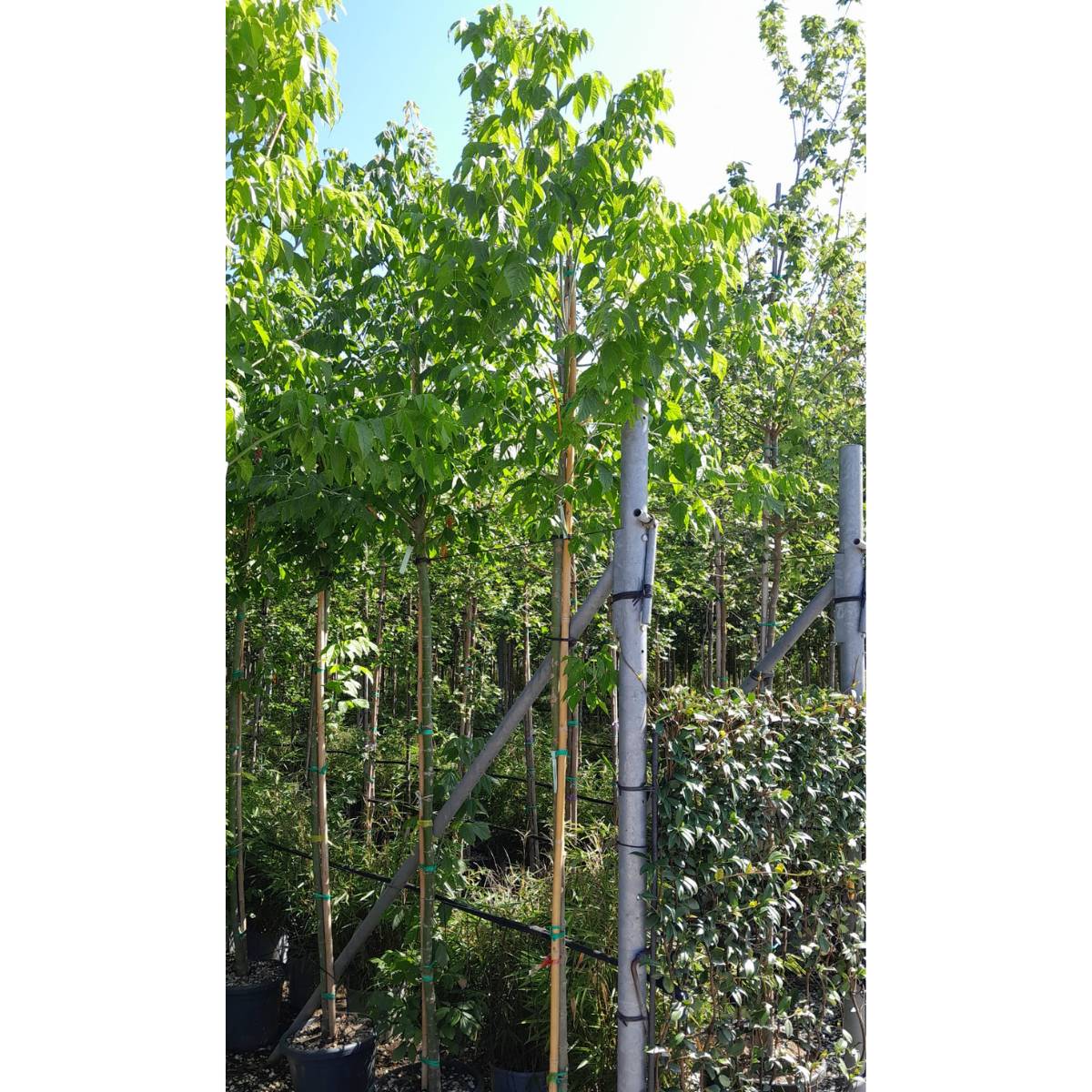 Acer negundo
