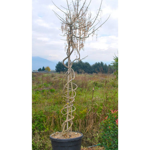 Buy Acer negundo 'Flamingo' direct from Cedar Nursery, Surrey