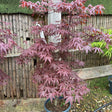 Acer palmatum 'Bloodgood' -available from Cedar Nursery, Surrey
