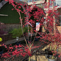 Acer palmatum 'Deshojo'