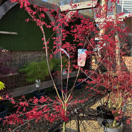 Acer palmatum 'Deshojo'