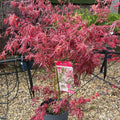 Acer palmatum 'Extravaganza' - available at Cedar Nursery, Surrey
