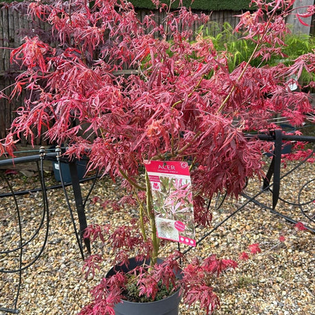 Acer palmatum 'Extravaganza' - available at Cedar Nursery, Surrey