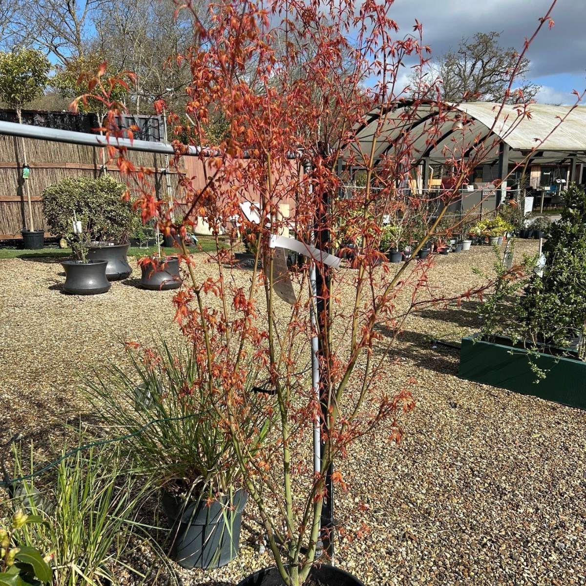 Acer palmatum 'Katsura - available from Cedar Nursery, Surrey