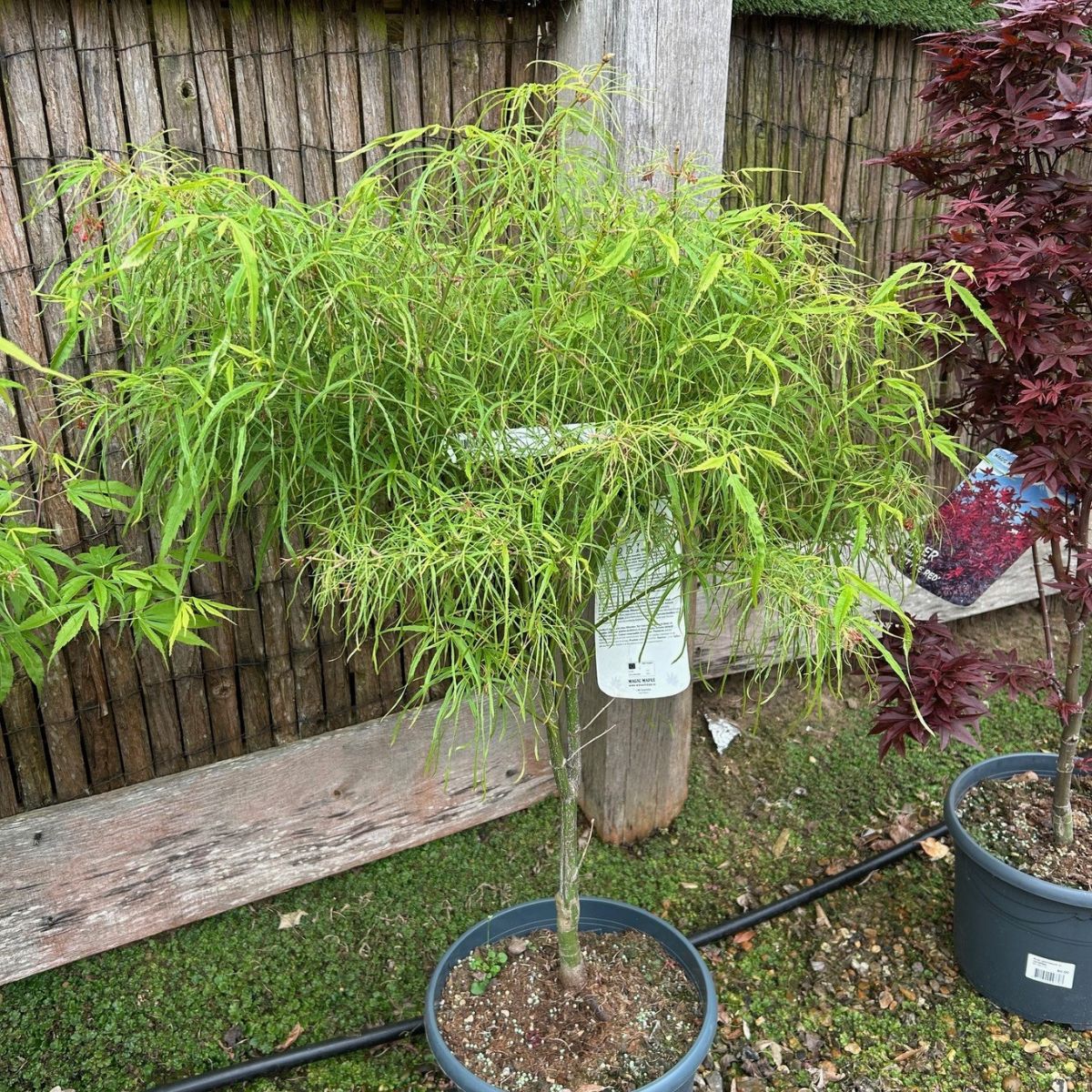 Acer Palmatum Koto-No-Ito - available direct from Cedar Nursery, Surrey