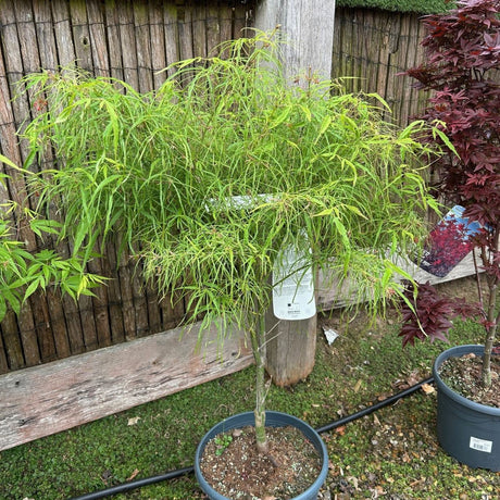 Acer Palmatum Koto-No-Ito - available direct from Cedar Nursery, Surrey