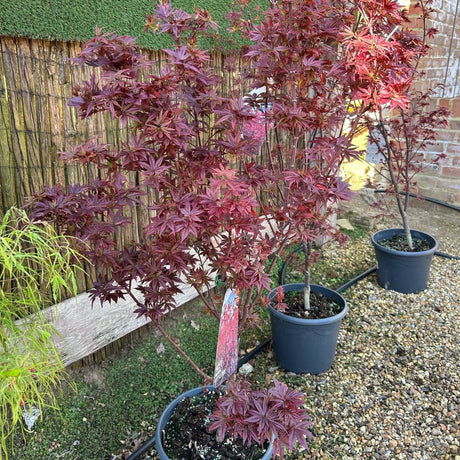 Buy Acer palmatum 'Little Red' from Cedar Nursery, Surrey