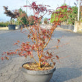 Buy Acer palmatum 'Peve Dave' direct from Cedar Nursery, Surrey