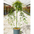 Buy Acer palmatum 'Ryusen' online from Cedar Nursery, Surrey. Nationwide delivery.