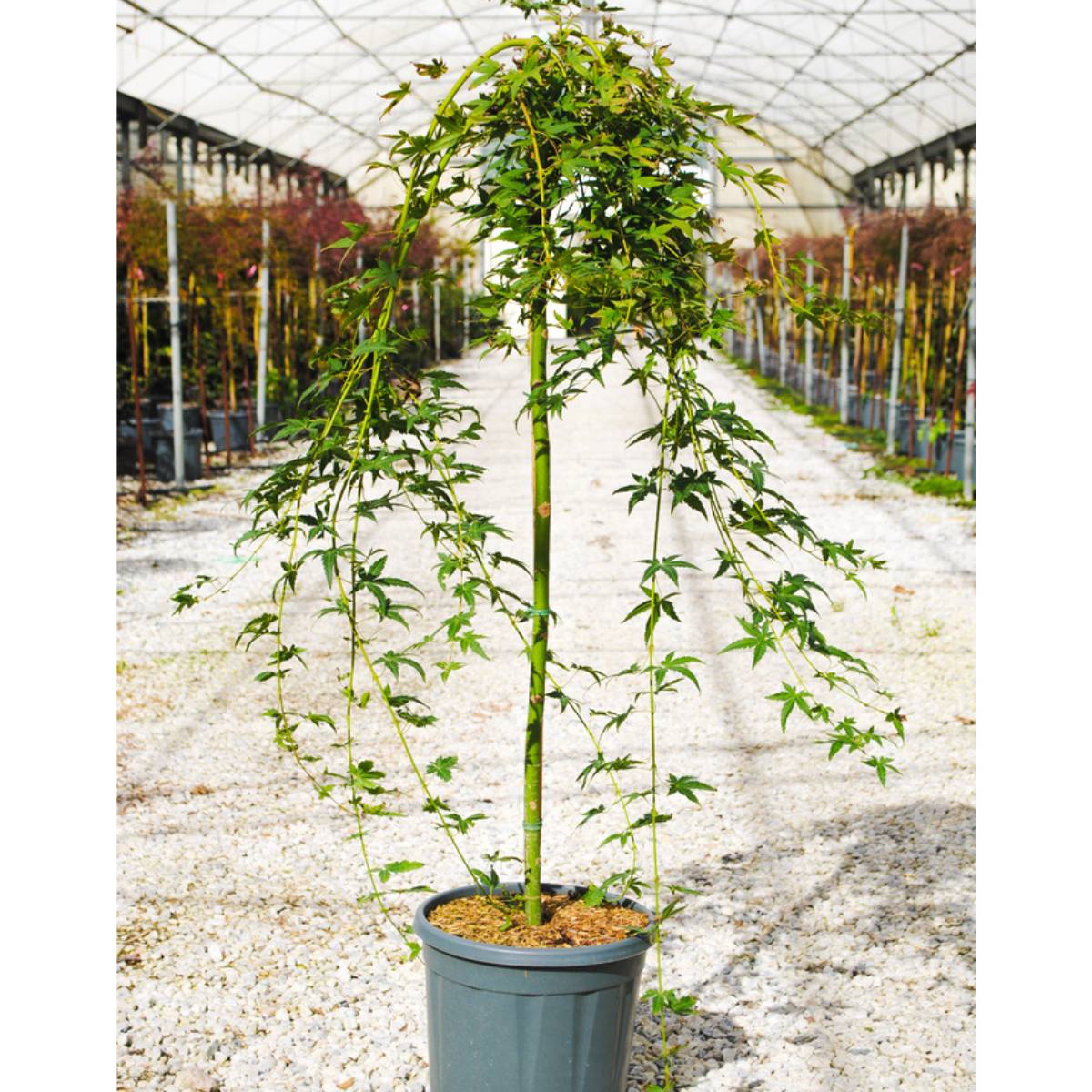 Buy Acer palmatum 'Ryusen' online from Cedar Nursery, Surrey. Nationwide delivery.