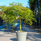 Acer palmatum 'Ryusen' available from Cedar Nursery, Surrey.