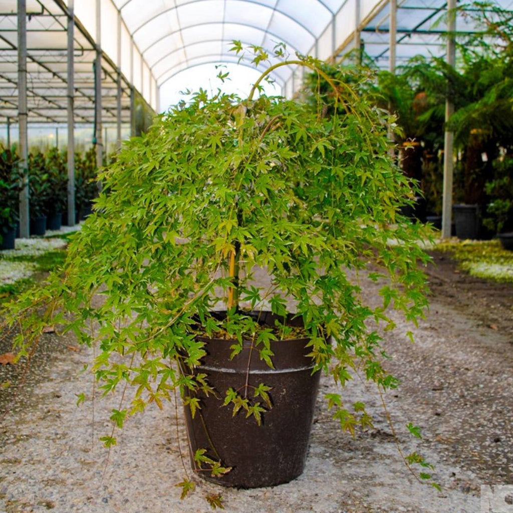 Acer palmatum 'Ryusen' available direct from Cedar Garden Nursery in Surrey.