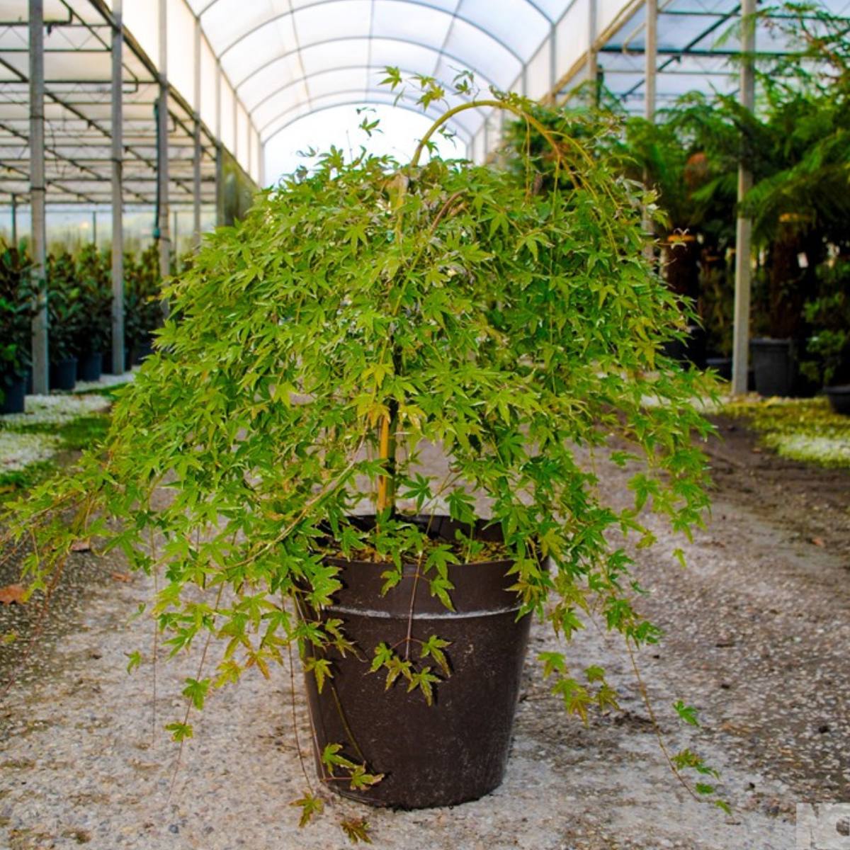 Acer palmatum 'Ryusen' available direct from Cedar Garden Nursery in Surrey.