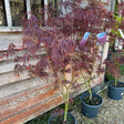 Buy Acer palmatum 'Sumi-Nagashi' direct from Cedar Nursery, Surrey