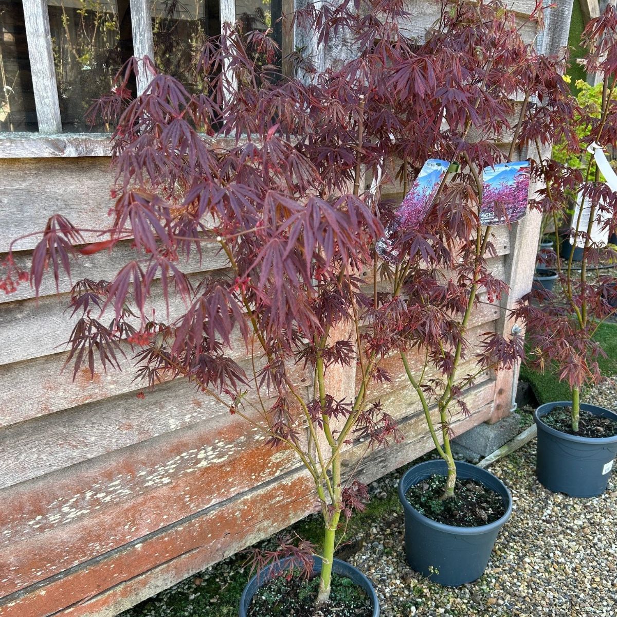 Buy Acer palmatum 'Sumi-Nagashi' direct from Cedar Nursery, Surrey