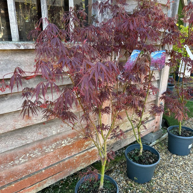 Buy Acer palmatum 'Sumi-Nagashi' direct from Cedar Nursery, Surrey