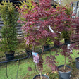 Buy Acer palmatum 'Trompenburg' direct from Cedar Nursery, Surrey