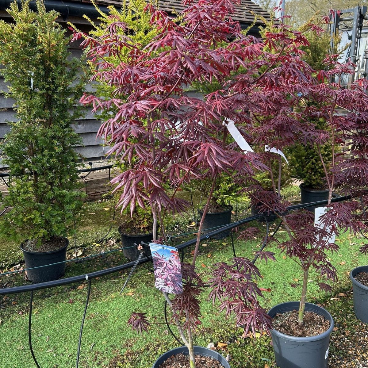 Buy Acer palmatum 'Trompenburg' direct from Cedar Nursery, Surrey