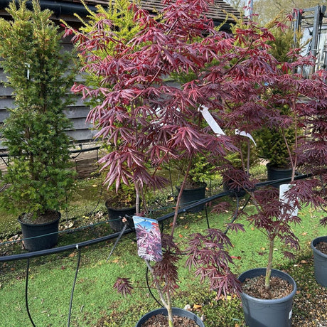 Buy Acer palmatum 'Trompenburg' direct from Cedar Nursery, Surrey