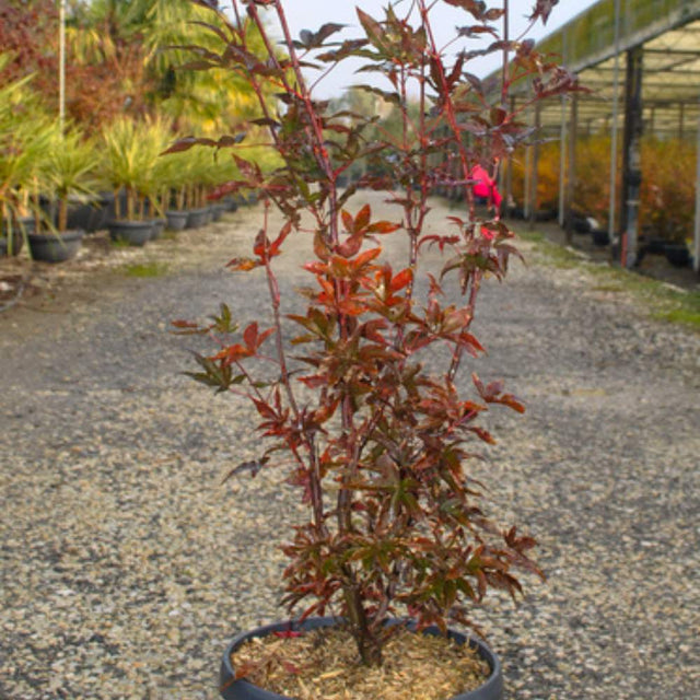 Buy Acer palmatum 'Twombly's Red Sentinel' from Cedar Nursery, Surrey