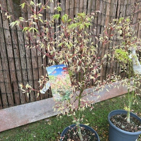 Buy Acer palmatum 'Ukigumo' direct from Cedar Nursery, Surrey