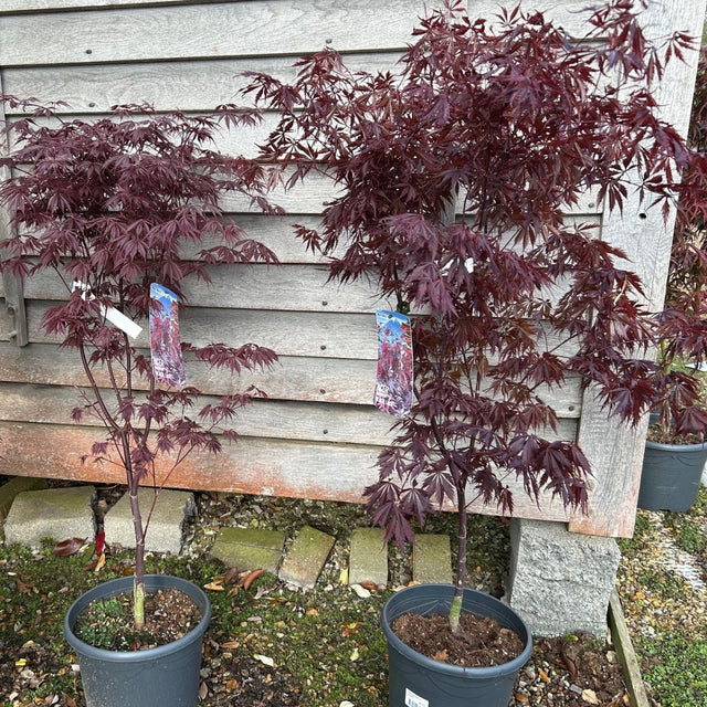 Buy Acer palmatum 'Black Lace' direct from Cedar Nursery, Surrey