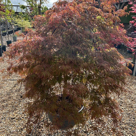Acer palmatum var. dissectum 'Orangeola'