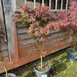 Buy Acer palmatum 'Starfish' direct from Cedar Nursery, Surrey