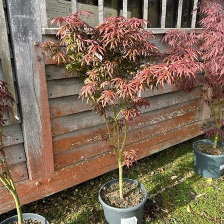 Buy Acer palmatum 'Starfish' direct from Cedar Nursery, Surrey