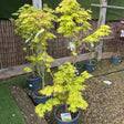 Acer palmatum 'Summer Gold' - buy from Cedar Nursery, Surrey 