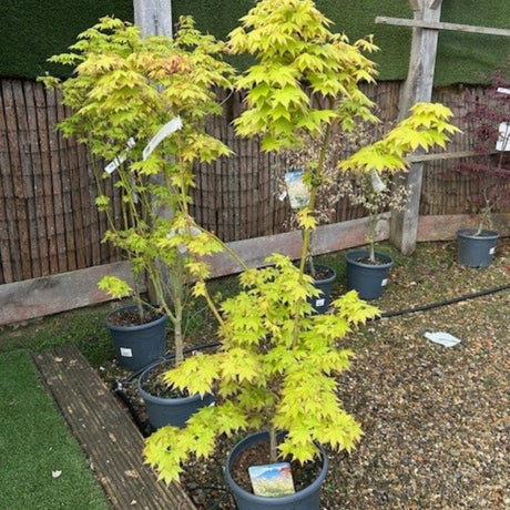 Acer palmatum 'Summer Gold' - buy from Cedar Nursery, Surrey 
