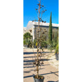 Acer platanoides 'Crimson Sentry' available to order from Cedar Nursery, Surrey.