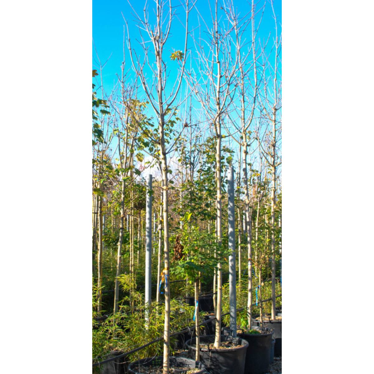 Acer platanoides 'Drummondii' standard tree