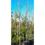 Acer platanoides 'Drummondii' standard tree