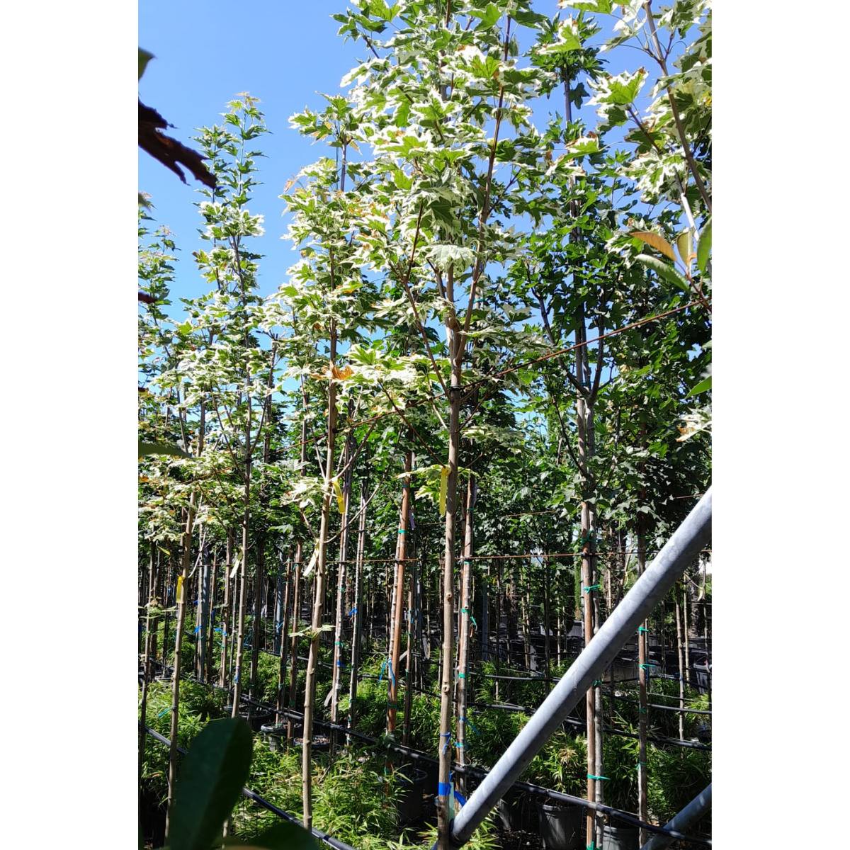 Buy Acer platanoides 'Drummondii' direct from Cedar Nursery, Surrey