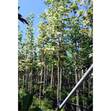 Buy Acer platanoides 'Drummondii' direct from Cedar Nursery, Surrey
