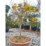 Acer platanoides 'Globosum'