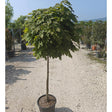 Buy Acer platanoides 'Globosum' direct from Cedar Nursery, Surrey.