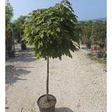 Buy Acer platanoides 'Globosum' direct from Cedar Nursery, Surrey.