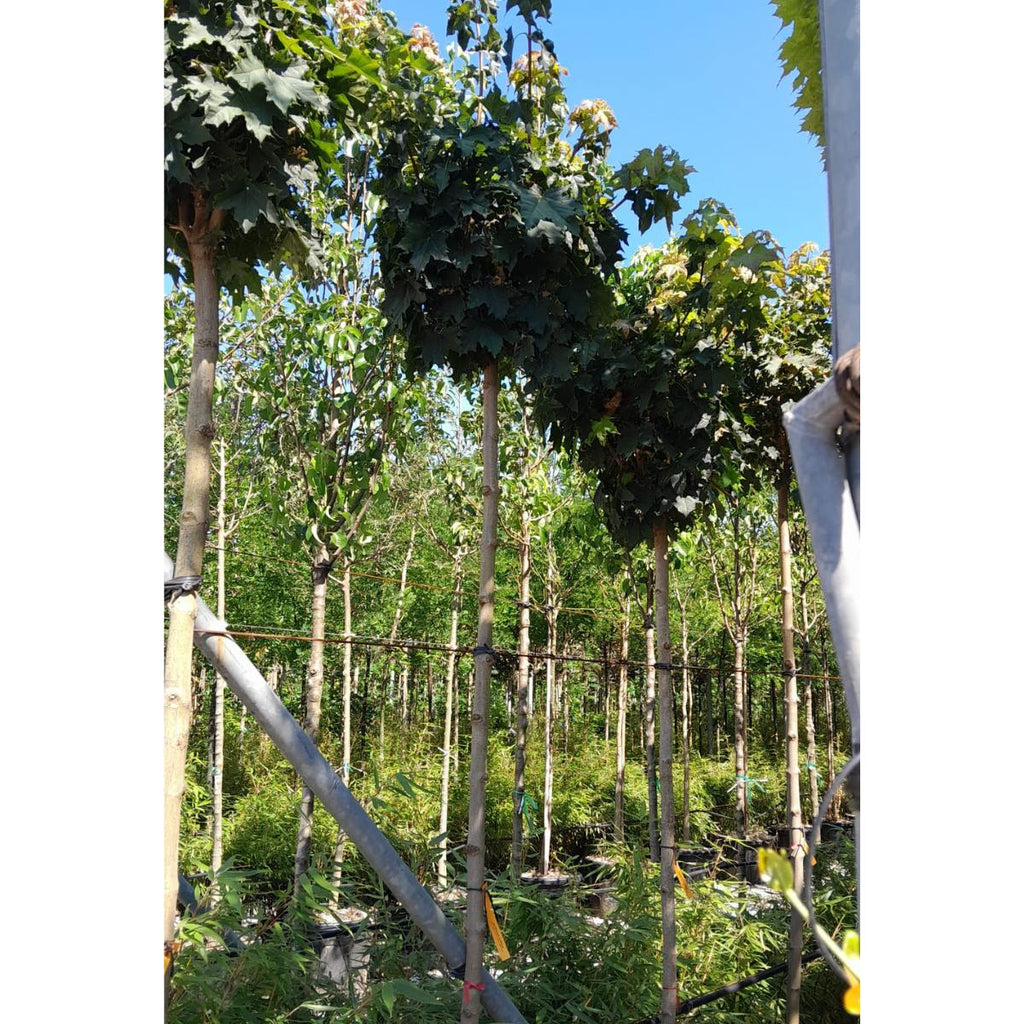 Acer platanoides 'Globosum' full standard. Order online from Cedar Nursery.