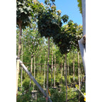 Acer platanoides 'Globosum' full standard. Order online from Cedar Nursery.