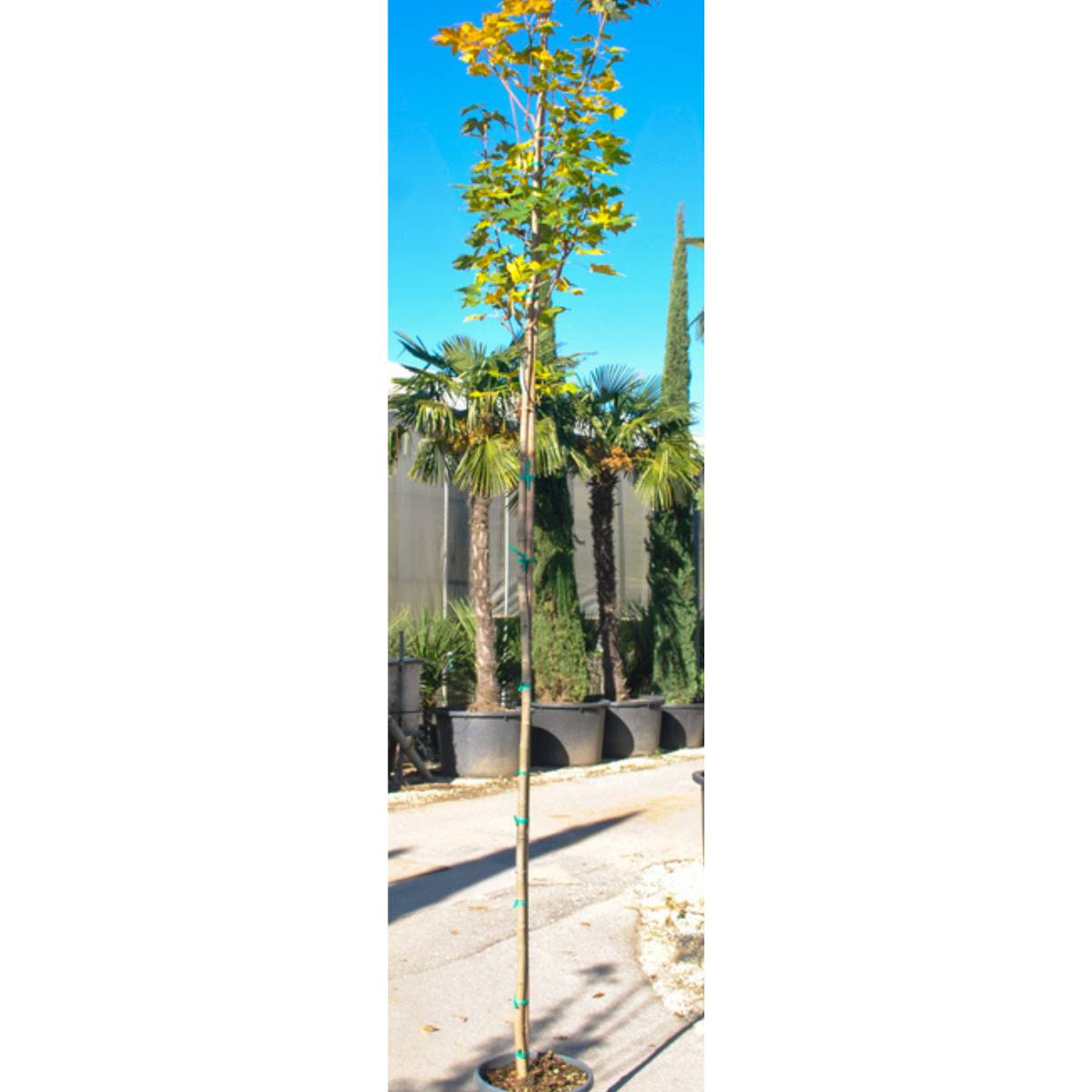 Acer platanoides