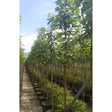 Acer pseudoplatanus available to order from Cedar Nursery, Surrey