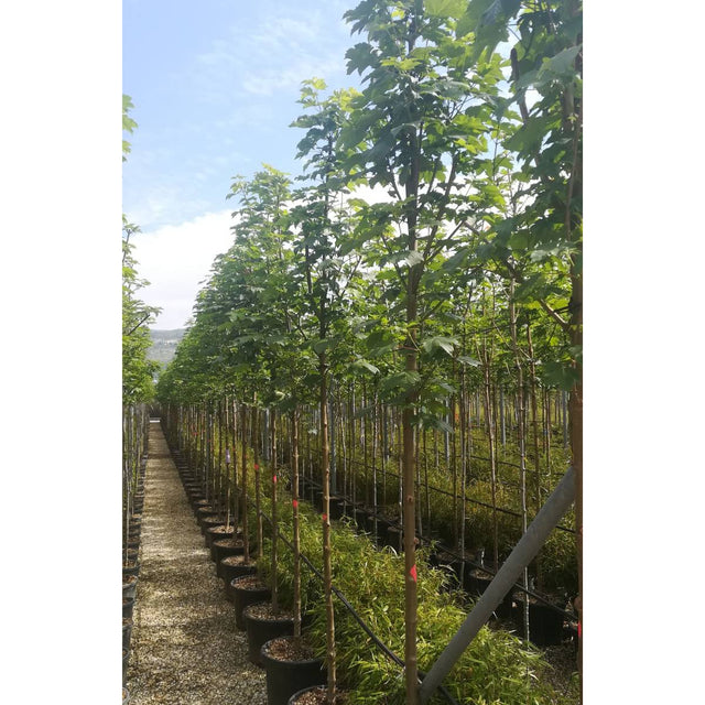 Acer pseudoplatanus available to order from Cedar Nursery, Surrey