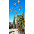 Buy Acer rubrum direct from Cedar Nursery, Surrey