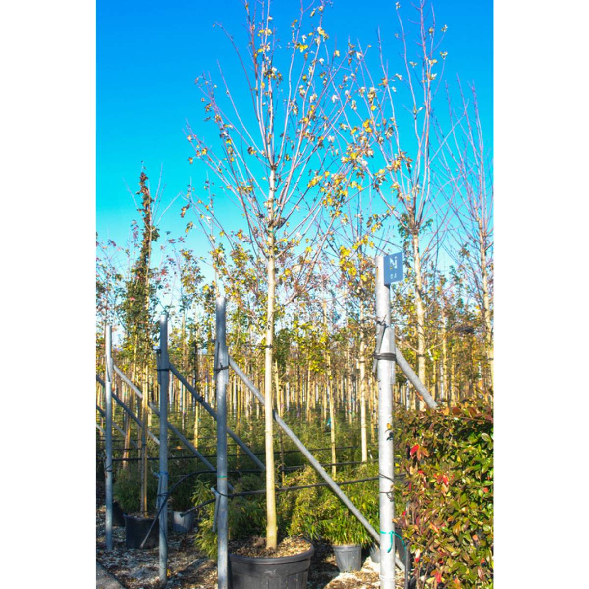 Acer saccharinum